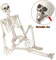 3 FT Halloween Skeleton - 36”Tall Full Body Halloween Skeleton with Movable Joints for Haunted House Graveyard Indoor and Outdoor Decor/Halloween Decoration